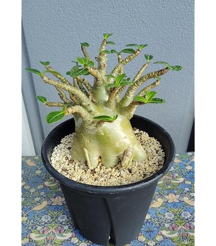 Amazon.co.jp: g68 アデニウム ドワーフ タコ足 塊根植物 アラビカム