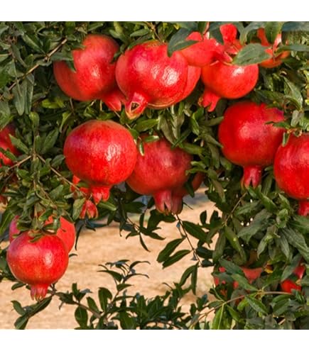 Amazon.co.jp: 種無石榴 ザクロ苗 種無しざくろ苗木 接ぎ木2年 : DIY