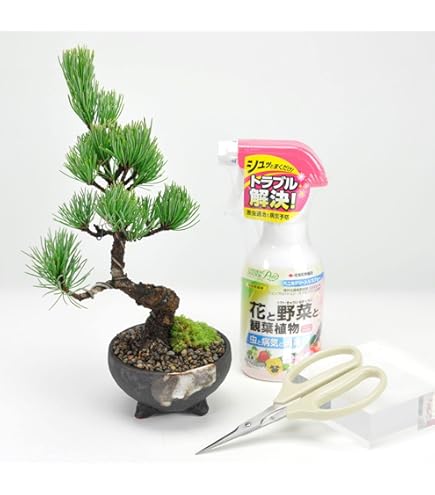 Amazon.co.jp: ノーブランド品八房五葉松『明星』小品盆栽・ミニ盆栽