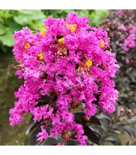 Amazon.co.jp: サルスベリの苗 1苗 ピンク 抜き苗 花苗 ガーデニング