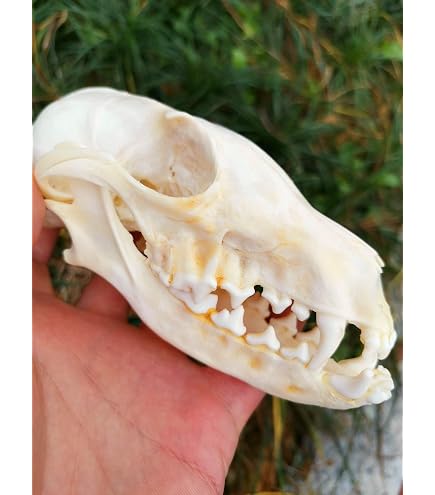 Amazon.co.jp: 本物のクロコダイルの頭蓋骨標本-動物の頭蓋骨モデル