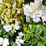 クチナシ 苗 苗木【 選べる 】 【６．斑入りクチナシ】 15cmポット 樹高約25～40cm 梔子 香木 三大香木 植木 庭木 生垣 コクチナシ ヒメクチナシ オオヤエクチナシ マルバクチナシ 斑入りクチナシ 子梔子 姫梔子 大八重梔子 丸葉梔子 