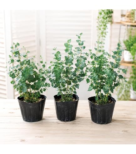 Amazon｜ユーカリ ポポラス 5号鉢サイズ 鉢植え 丸葉ユーカリ ハート