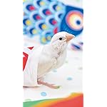 鳥 iPhoneSE/5s/5c/5(640×1136)壁紙 文鳥 鳥 iPhoneSE/5s/5c/5(640×1136)壁紙 文鳥