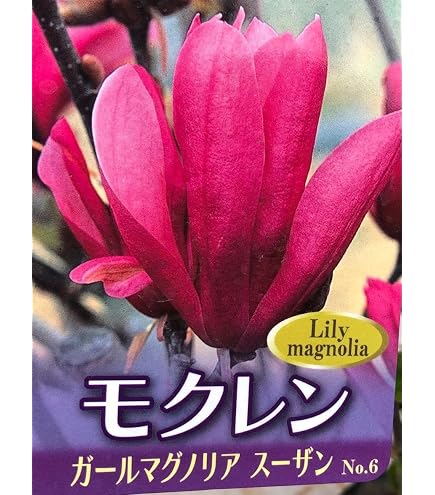 Amazon.co.jp: 白木蓮 白モクレン苗植木苗 スノーホワイトモクレン