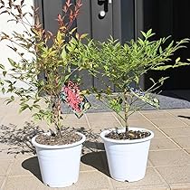 71kLBvQFwzL._AC_UL210_SR210,