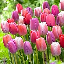 Amazon | チューリップ 球根 キャンディミックス 3種12球 （色分けあり