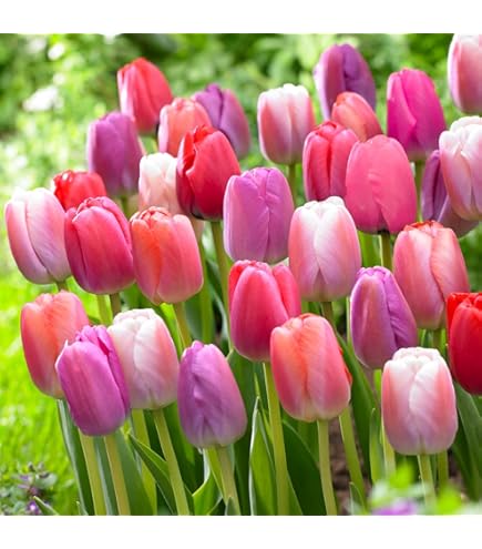 Amazon | チューリップ カラフルファイブカラーコレクション 色別5色各