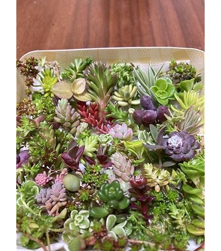 多肉植物　韓国苗　シックモンロー　カット苗 Amazon.co.jp: 多肉植物 韓国苗 抜き苗 シックモンロー : DIY・工具