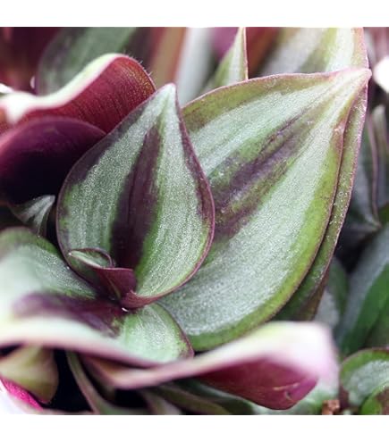 植物¥1000以上お買いあげの方 トラディスカンチア　セブリナ　観葉植物　多肉 Amazon｜World Fantasy Garden 観葉植物 トラディスカンチア ゼブリナ