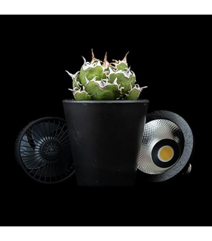 パキポディウム　グラキリス　特大株　発根済み　② パキプス　アガベ Amazon.co.jp: パキポディウム グラキリス 発根済み 枝折れなし 良株