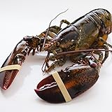 天然活オマール海老 500g 2尾 北米産（アメリカ・カナダ） 活物専門商社【魚活】