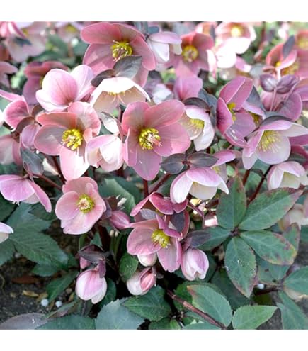 Amazon.co.jp: クリスマスローズ小苗 バイカラークリスマスローズ苗