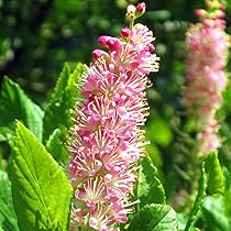 71kWom9RgxS._AC_UL210_SR210,