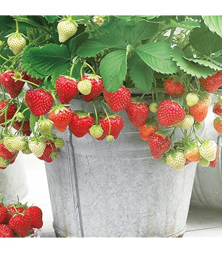 いちご苗 紅ほっぺ 3寸60個セット 専用出品！ Amazon.co.jp: 苺の