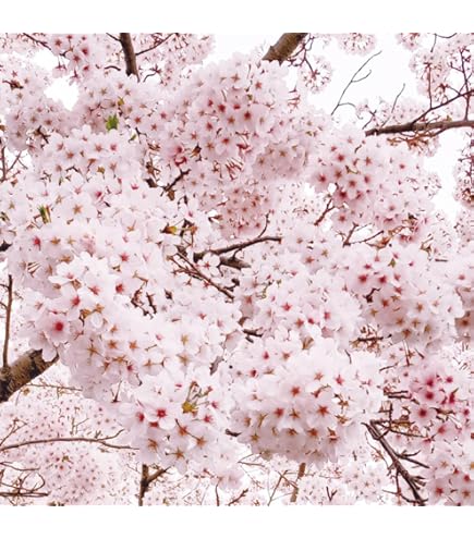 かお様♡秋桜の苗サイズのご確認陽です。 かお様