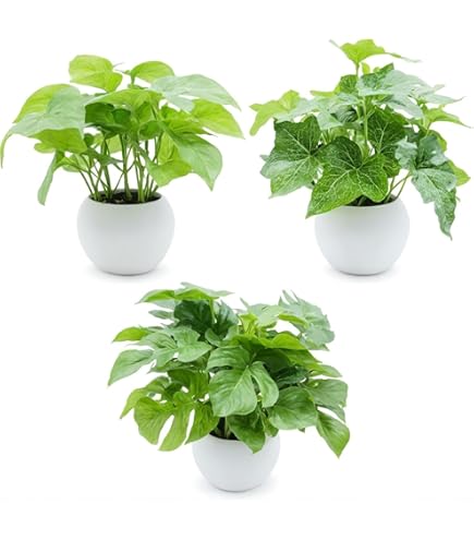 Amazon.co.jp: 人工観葉植物 アガベ アテナータ ポット 70（1個入り