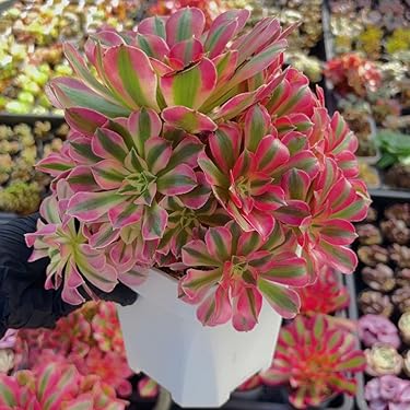 Amazon.co.jp 最新リリース: 花の苗 の新着ランキングです。