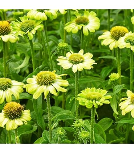 Amazon.co.jp: [ エキナセア ] グリーンジュエル 4寸ポット苗