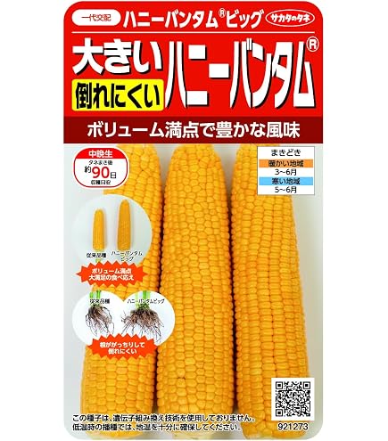 【甘々娘】極甘とうもろこし 種 約2000粒【専業農家仕入れ種子】 Amazon.co.jp: 甘々娘極甘とうもろこし 種 約2000粒専業農家仕入れ種子