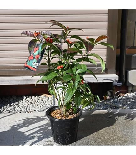 Amazon.co.jp: 万両苗 縁起の良い樹 大実万両宝舟万両苗木 : DIY・工具