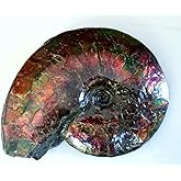 アルバータ州原産 アンモナイト原石 2.8kg