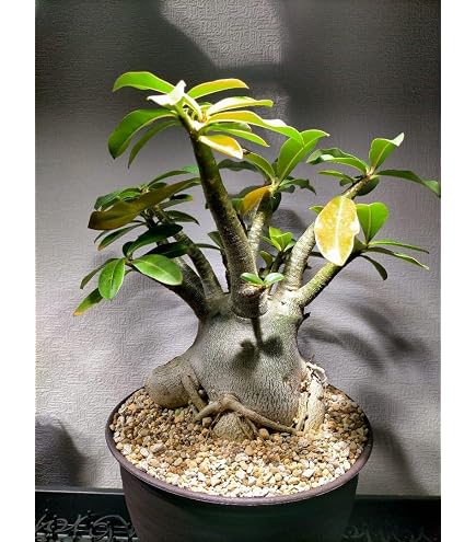 Amazon｜アデニウム スーパードワーフ 低重心 塊根植物 コーデックス