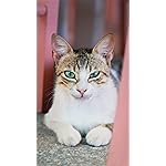 猫 iPhone8,7,6 Plus 壁紙(1242×2208) Katzen des Suedens 2023: Kalender 2023 猫 iPhone8,7,6 Plus 壁紙(1242×2208) Katzen des Suedens 2023: Kalender 2023