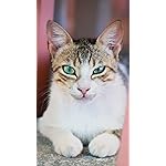 猫 iPhone8,7,6 Plus 壁紙 拡大(1125×2001) Katzen des Suedens 2023: Kalender 2023 猫 iPhone8,7,6 Plus 壁紙 拡大(1125×2001) Katzen des Suedens 2023: Kalender 2023