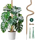 モンステラ　専用 観葉植物 モンステラ 3号 オーセ 11 W 付き | 観葉植物なら