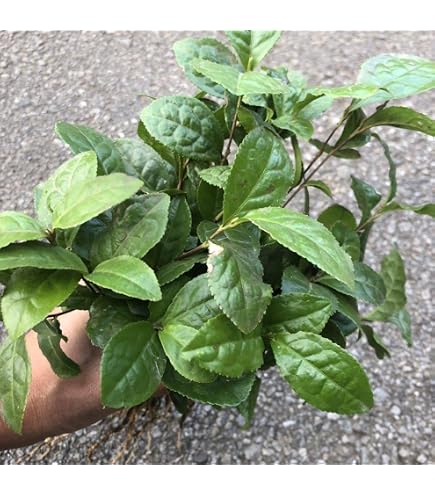 Amazon.co.jp: チャ（お茶の木）：やぶきた茶4～5号ポット5株セット