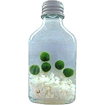 まりも　ミニ提灯 imgrc0097560093.jpg