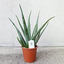 Amazon.co.jp: アロエ(キダチアロエ) 5号鉢 2個セット【品種で選べる