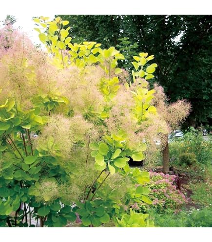 Amazon｜スモークツリー 約1m 葉緑色系｜観葉植物 オンライン通販
