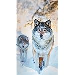 オオカミ iPhone SE/8/7/6s(750×1334)壁紙 Wolves 2023: Kalender 2023 オオカミ iPhone SE/8/7/6s(750×1334)壁紙 Wolves 2023: Kalender 2023