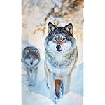 オオカミ FVGA(480×800)壁紙 Wolves 2023: Kalender 2023 オオカミ FVGA(480×800)壁紙 Wolves 2023: Kalender 2023