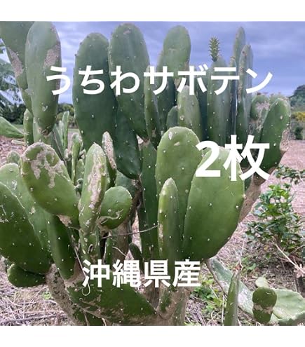 Amazon.co.jp: HUMORオプンチア属(団扇、ウチワサボテン)種 Amazon.co.jp: HUMORオプンチア属(団扇、ウチワサボテン)種