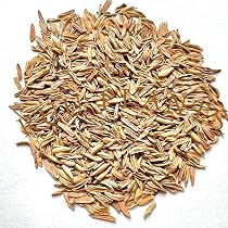 Amazon.co.jp: SEEDSTOCK アガベ オテロイ 種子 10粒 | 多肉植物
