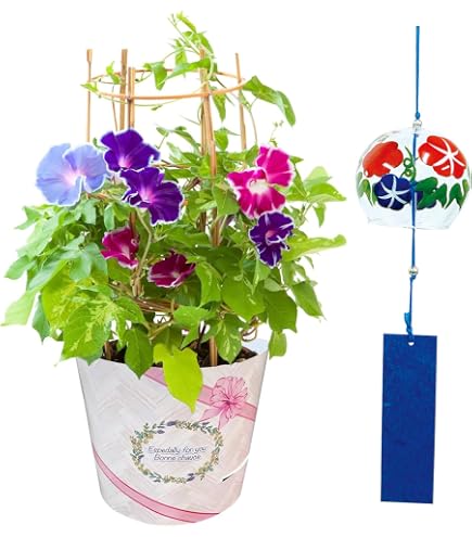 Amazon.co.jp: 花のギフト社 朝顔 苗 あさがお 鉢植え アサガオ