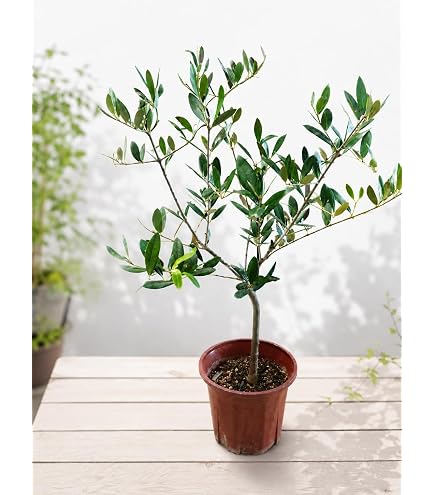 Amazon｜観葉植物 SOUJU 創樹 ブランド：オリーブの木 3号*｜観葉植物