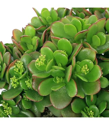 金のなる木 kane7-2.jpg