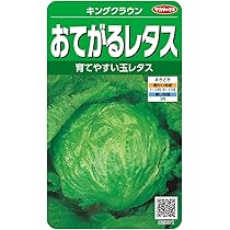 キャベツ　20玉 12 キャベツ | Bejo Japan