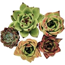 20.多肉植物 エケベリア 韓国苗 名無し エケベリア – tagged