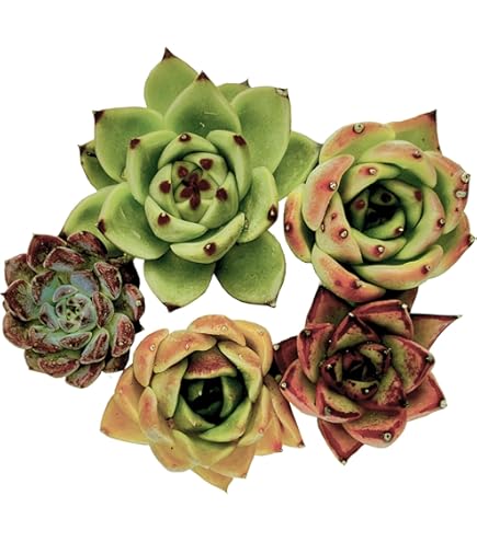 Amazon.co.jp: アメリカンビューティ苗5本（正規品種ドラゴンフルーツ