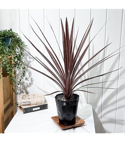 Amazon｜コルジリネ レッドスター 2本立ち｜観葉植物 オンライン通販