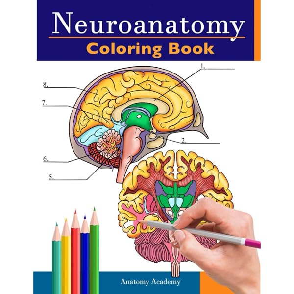 Neuroscience: Exploring The Brain - Bear,Mark, Connors,Barry