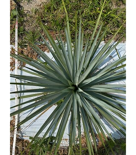 Amazon｜幹立 ロストラータ ユッカ 7号 観葉植物｜観葉植物