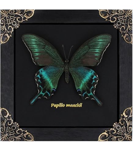 Amazon.co.jp: 本物の巨大な鳥を食べるタランチュラ EURYPEIMA