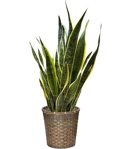 Amazon｜オリヅルラン 陶器鉢 観葉植物(生花) (鉢皿付) 高さ約25cm