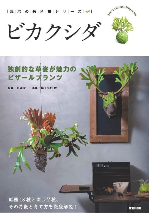 ビカクシダ　15種　② 15種 ビカクシダ ②